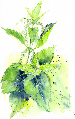 Aquarelle ortie