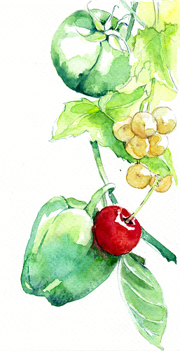 Aquarelle raisin